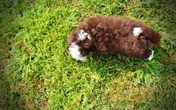 Havapoo dogs for sale: Harley - Image 7