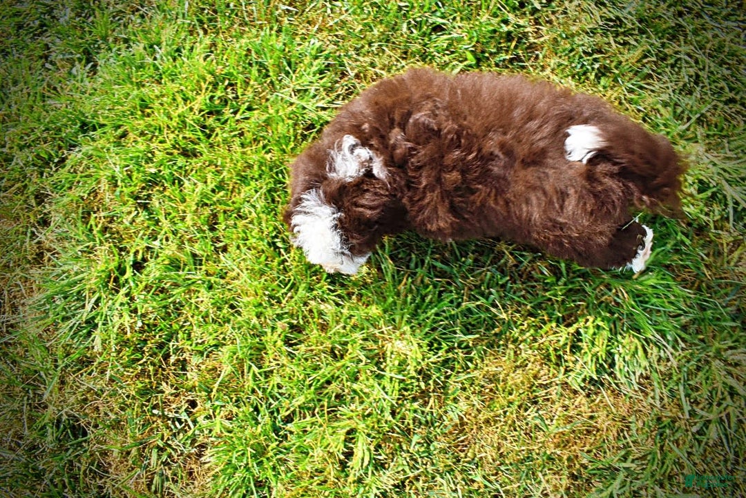 Havapoo dogs for sale: Harley - Image 7