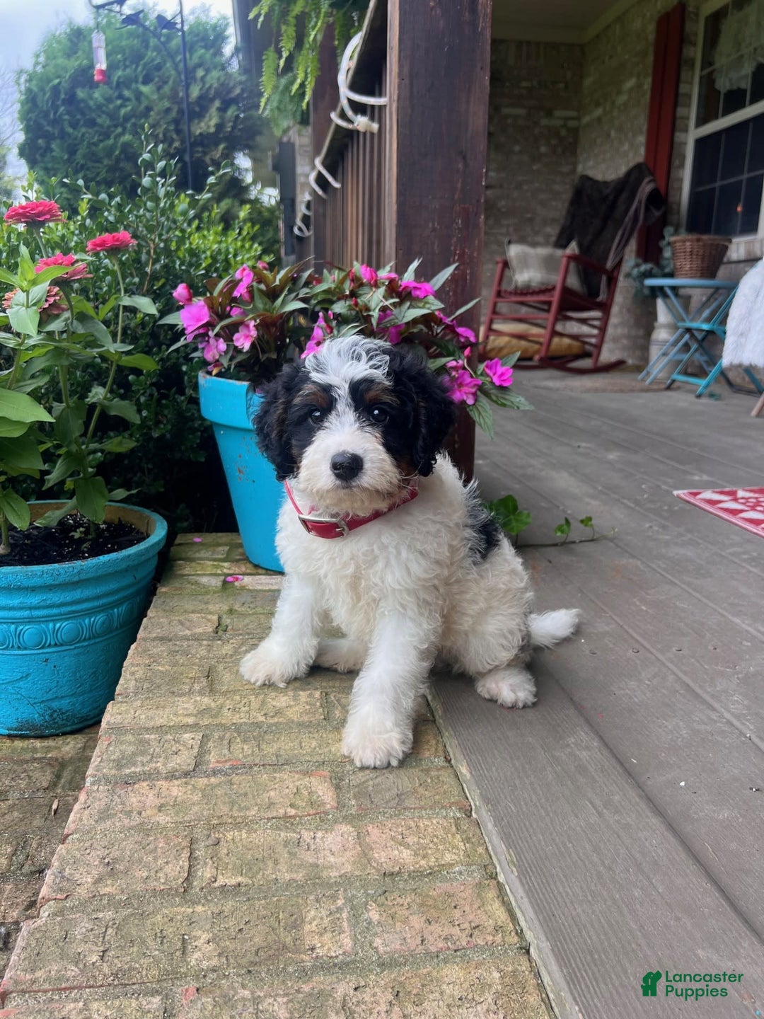 Mini Bernedoodle dogs for sale: ben - Image 2