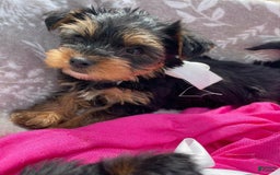 Yorkshire Terrier dogs for sale: Dora - Image 6
