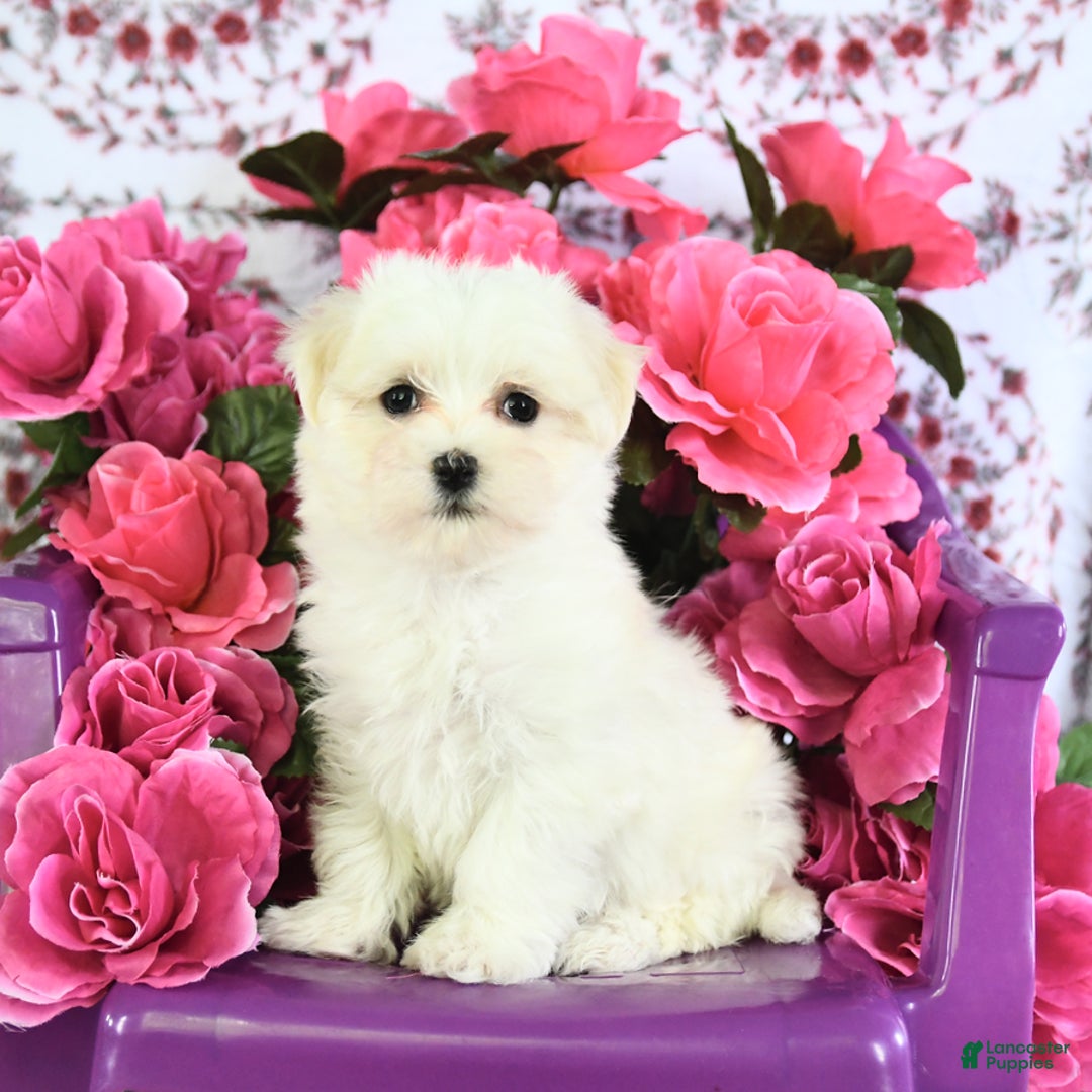 Maltese dogs for sale: Frisky - Image 1