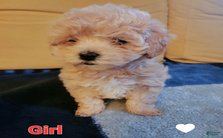 Maltipoo dogs for sale - Ad 4