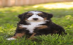 Mini Bernedoodle dogs for sale: Mary - Image 8