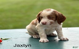 Brittany Spaniel dogs for sale: Jaxtyn - Image 3