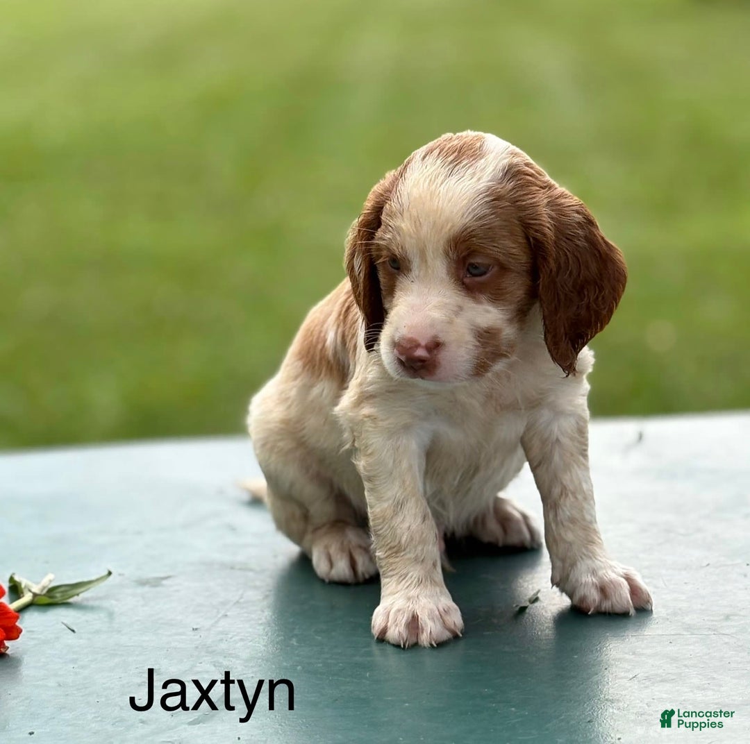 Brittany Spaniel dogs for sale: Jaxtyn - Image 3