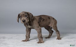 Great Dane dogs for sale: Avery - Image 3
