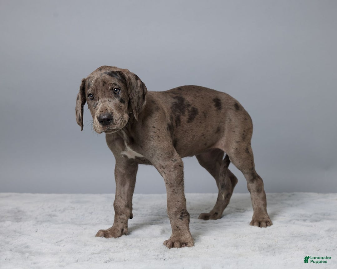 Great Dane dogs for sale: Avery - Image 3