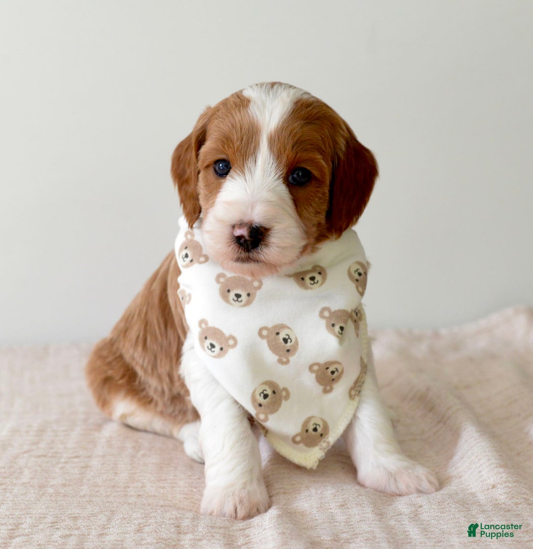 Mini Goldendoodle dogs for sale: Dallas - Image 5