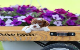 Toy Poodle dogs for sale: Cupcake - Image 1