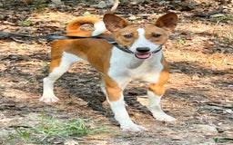 Basenji dogs for sale: Shirley - Image 1