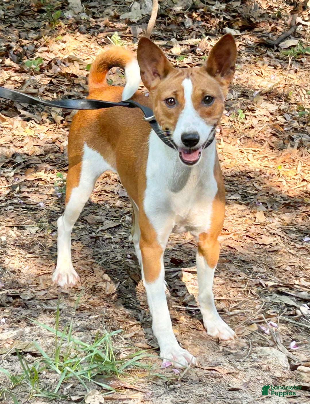 Basenji dogs for sale: Shirley - Image 1