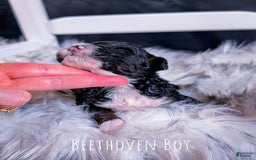 Mini Bernedoodle dogs for sale: Beethoven - Image 3