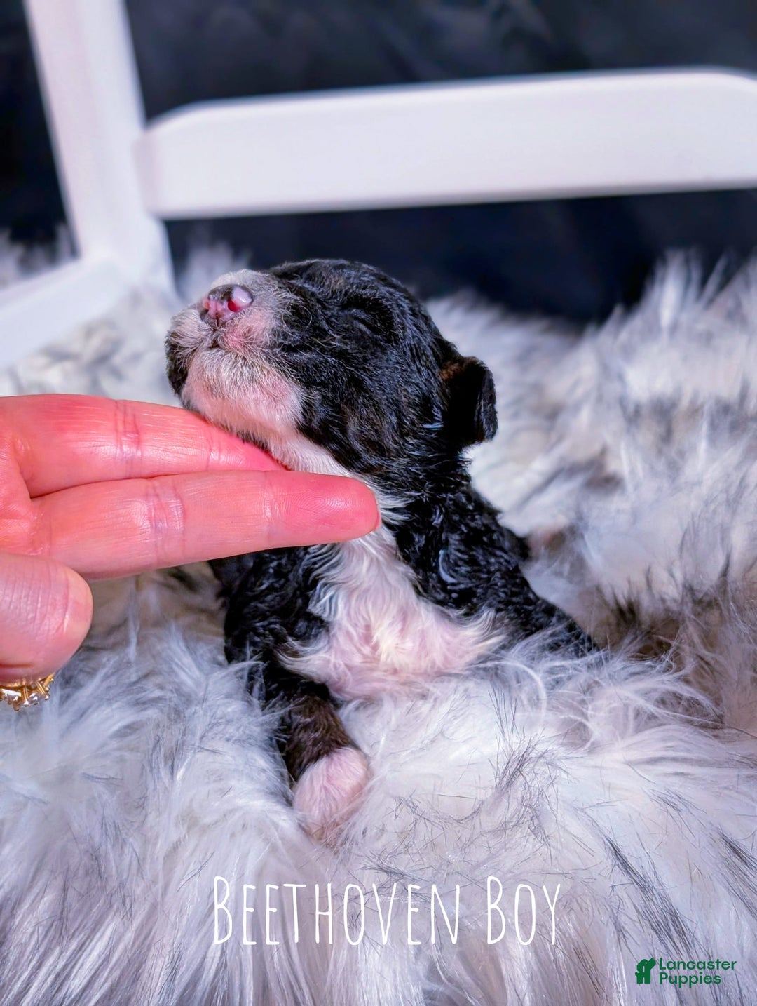 Mini Bernedoodle dogs for sale: Beethoven - Image 3