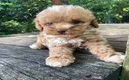 Miniature Poodle dogs for sale: Dexter - Image 10