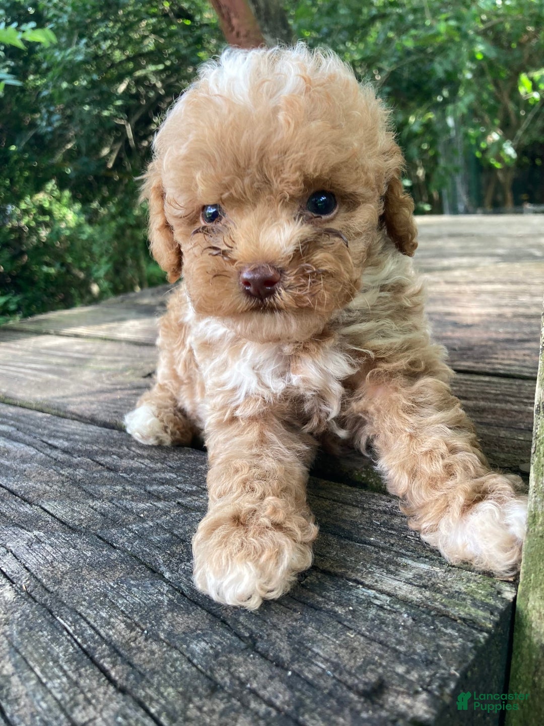 Miniature Poodle dogs for sale: Dexter - Image 10