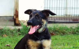 German Shepherd dogs for sale: Amarillo - Image 11