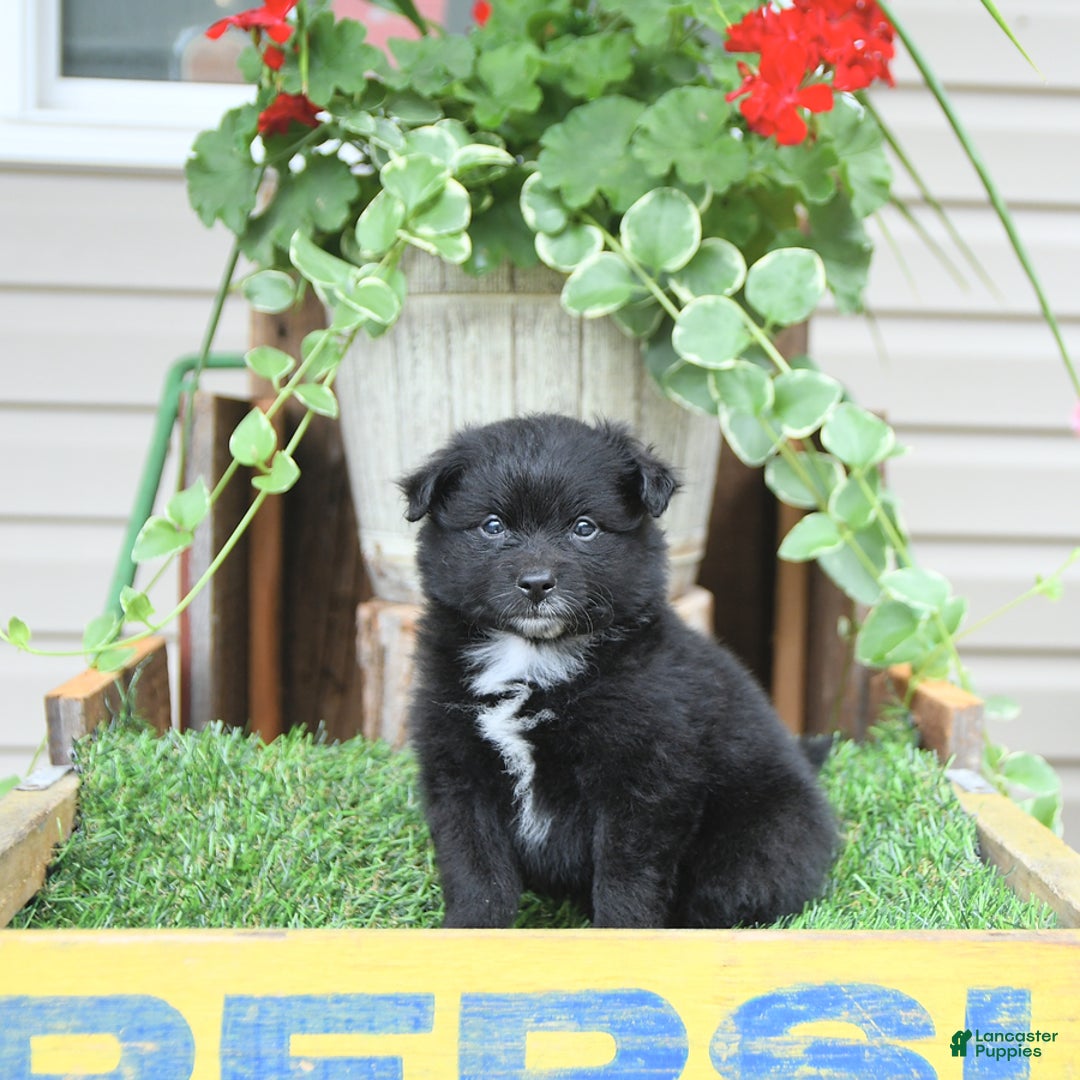 Pomeranian dogs for sale: Andre - Image 9