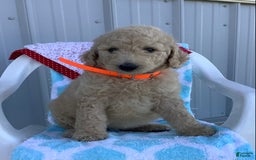 Goldendoodle dogs for sale: Sadie -f1b Goldendoodle - Image 3