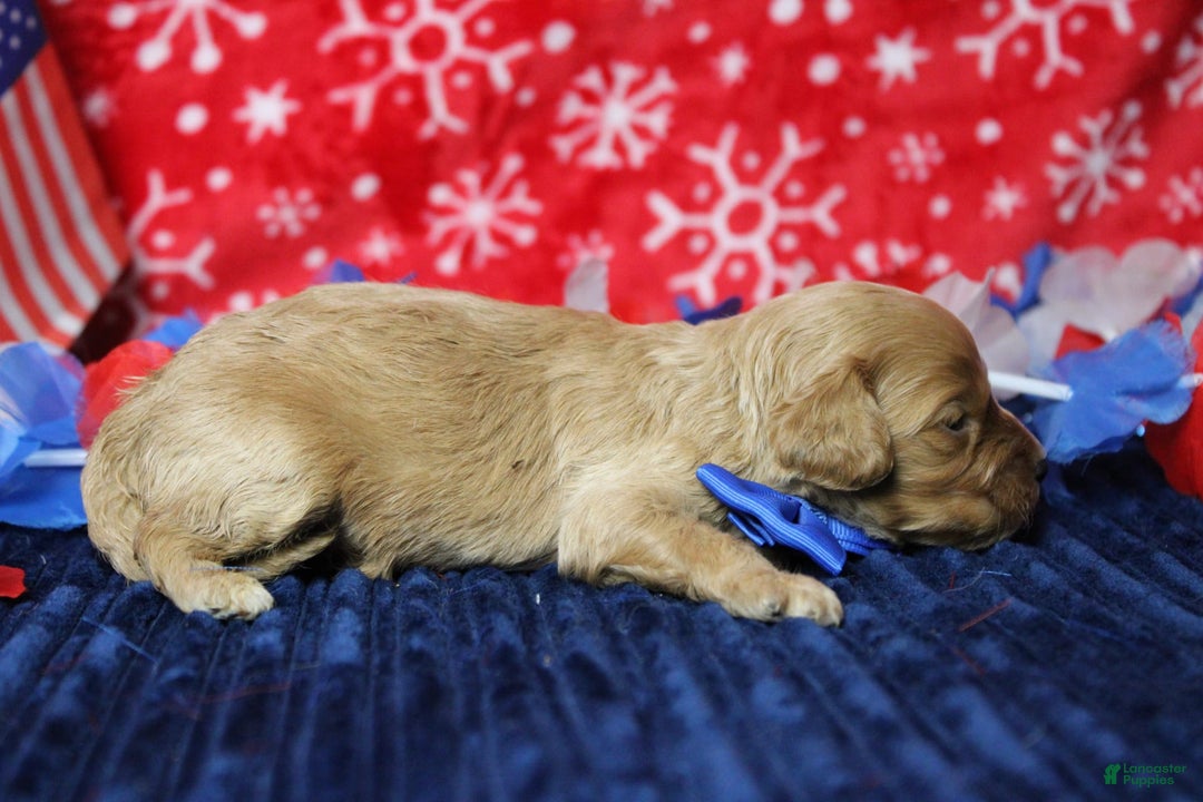 Cavapoo dogs for sale: Phoenix - Image 26