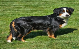 Mini Bernedoodle dogs for sale: Lily - Image 5