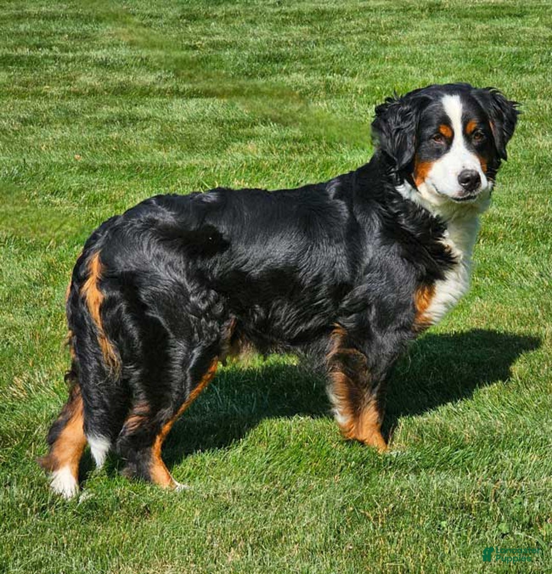 Mini Bernedoodle dogs for sale: Lily - Image 5