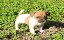 Jack Russell Terrier dogs for sale: Jack Russell Terrier Peppy - Image 4