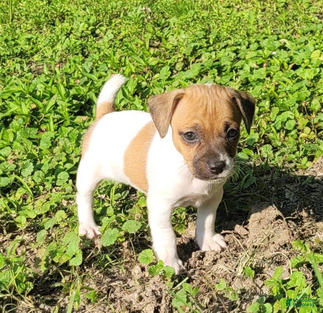Jack Russell Terrier dogs for sale: Jack Russell Terrier Peppy - Image 4