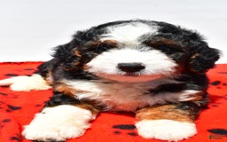 Mini Bernedoodle dogs for sale: River - Image 1