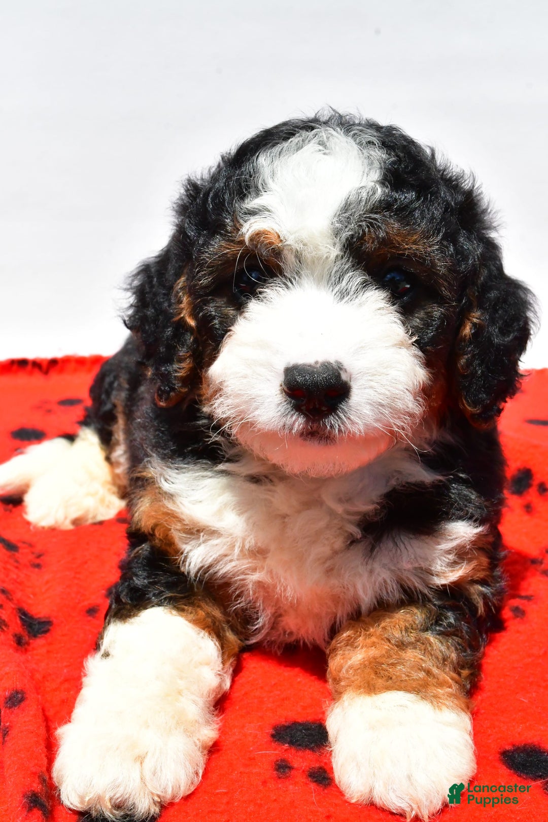 Mini Bernedoodle dogs for sale: River - Image 1