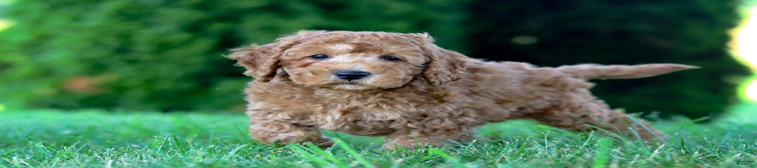 Watson