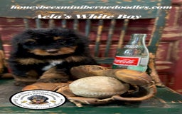 Mini Bernedoodle dogs for sale: Aelas White Boy - Image 12