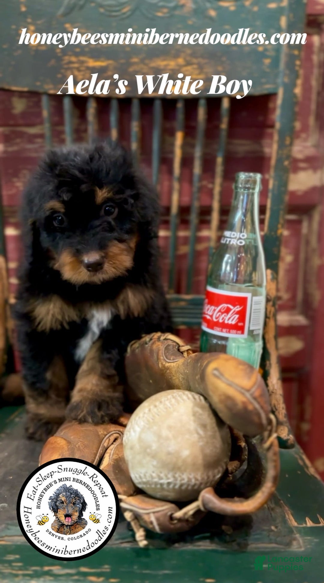 Mini Bernedoodle dogs for sale: Aelas White Boy - Image 12