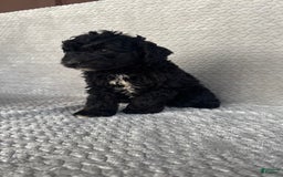 Mini Aussiedoodle dogs for sale: Hugo - Image 10