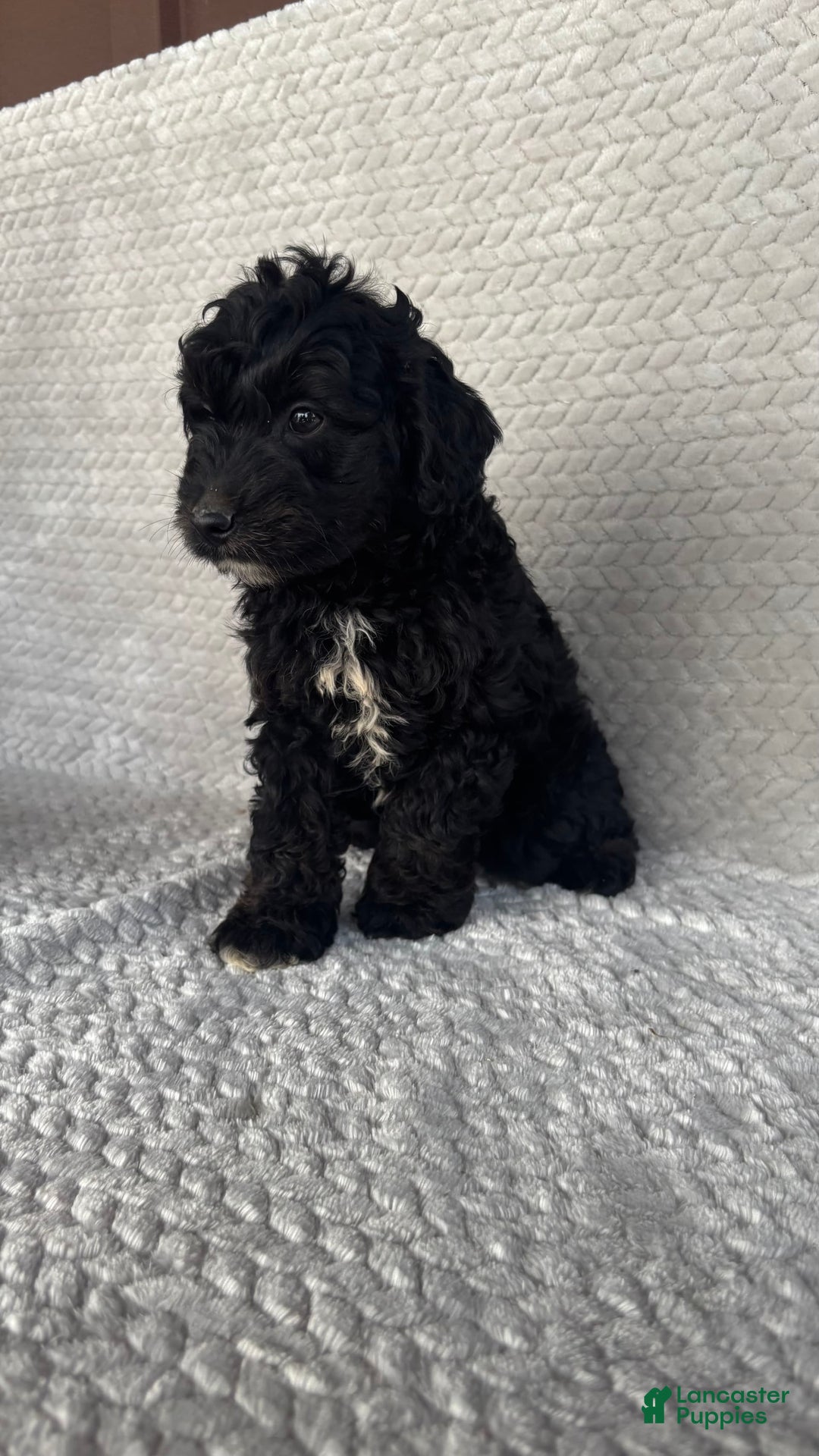 Mini Aussiedoodle dogs for sale: Hugo - Image 10