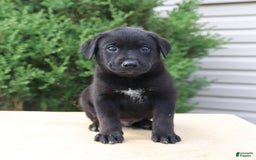 Labrador Retriever dogs for sale: Labrador Retriever 8 puppies - Image 8
