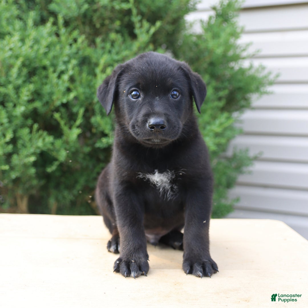 Labrador Retriever dogs for sale: Labrador Retriever 8 puppies - Image 8