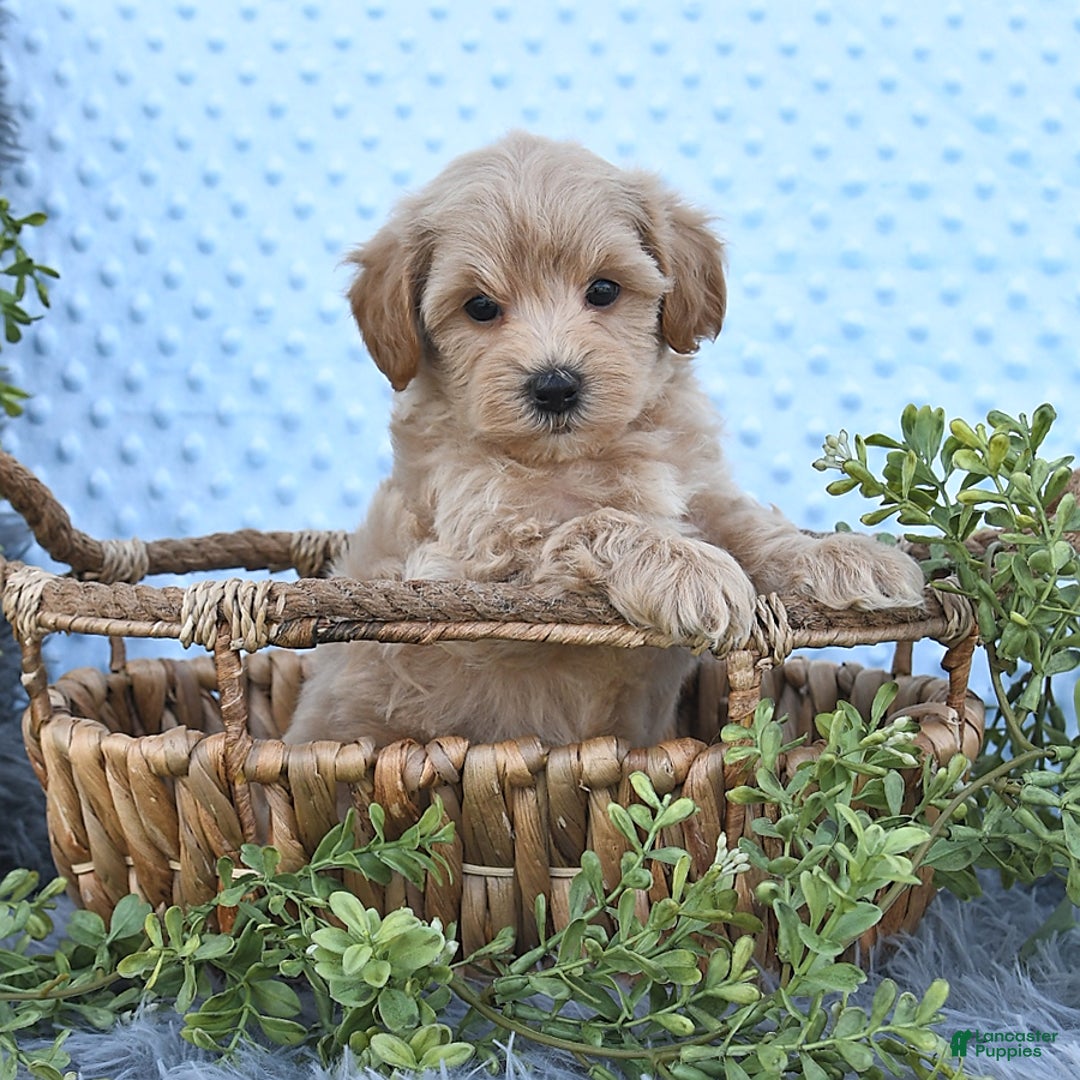 Havapoo dogs for sale: Benson - Image 1