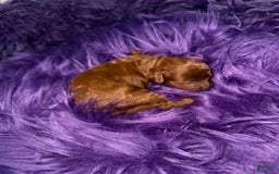 Cavapoo dogs for sale: Sandy - Image 2