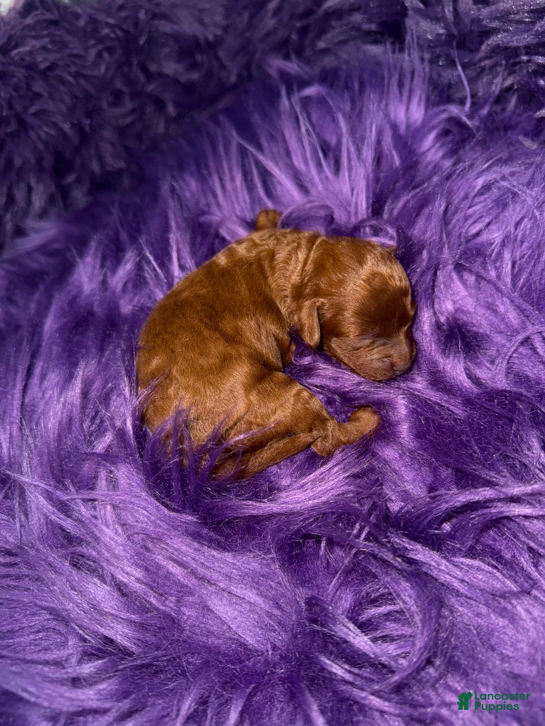 Cavapoo dogs for sale: Sandy - Image 2