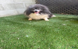 Pomeranian dogs for sale: Austin - Image 16