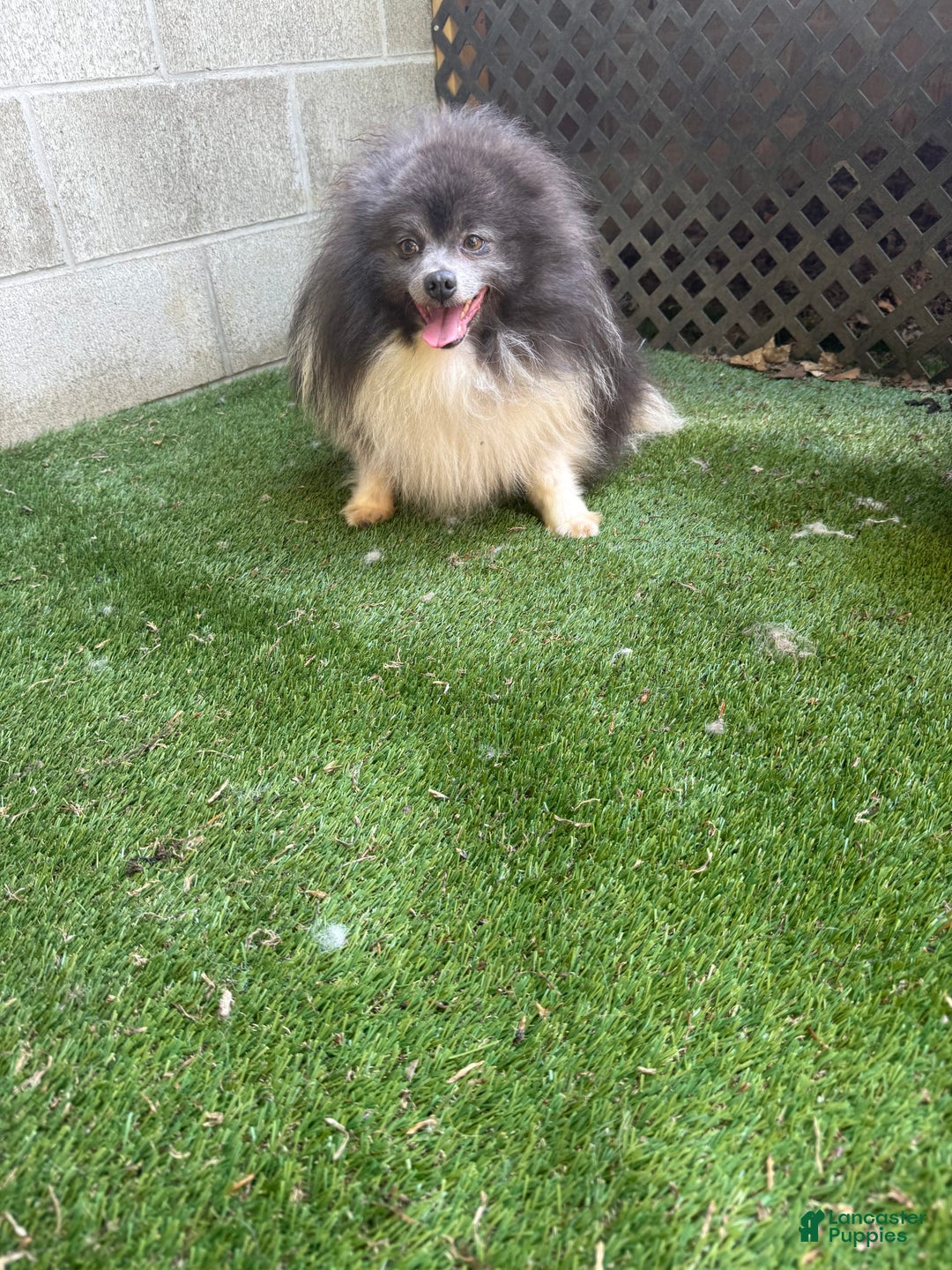 Pomeranian dogs for sale: Austin - Image 16