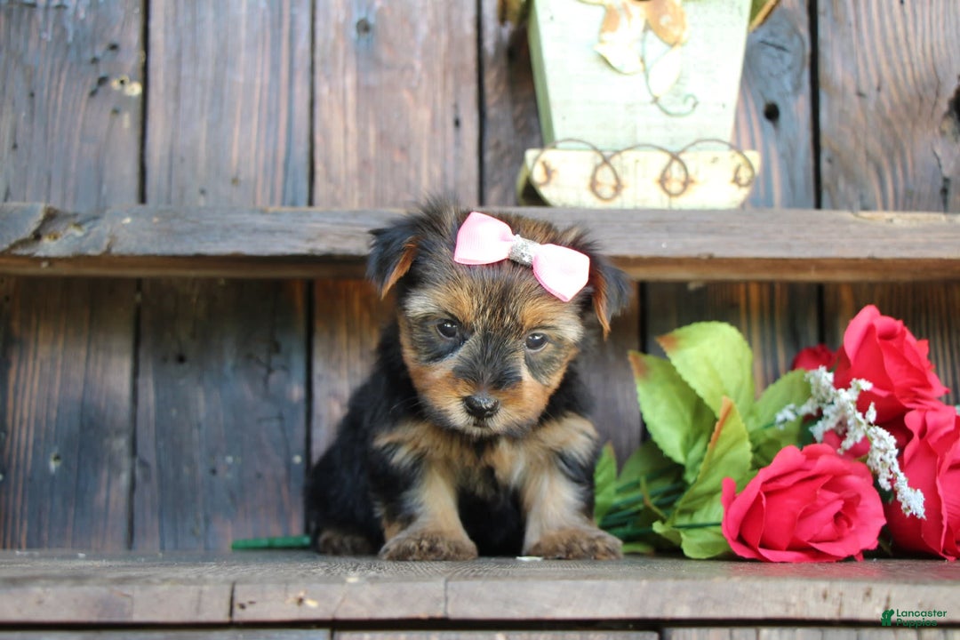 Yorkshire Terrier dogs for sale: Yorkshire Terrier 4 puppies - Image 3