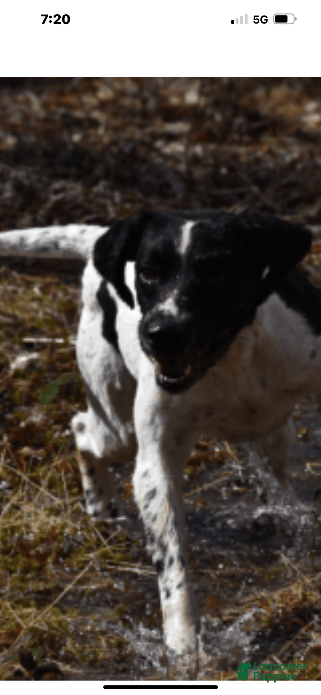 English Springer Spaniel dogs for sale: Max - Image 8