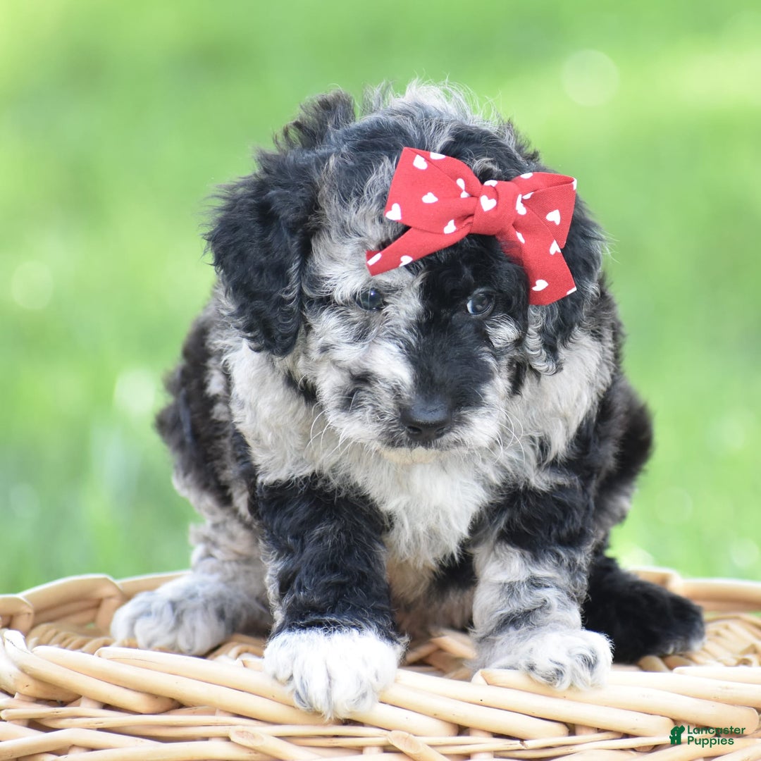 Mini Goldendoodle dogs for sale: Devonte - Image 3
