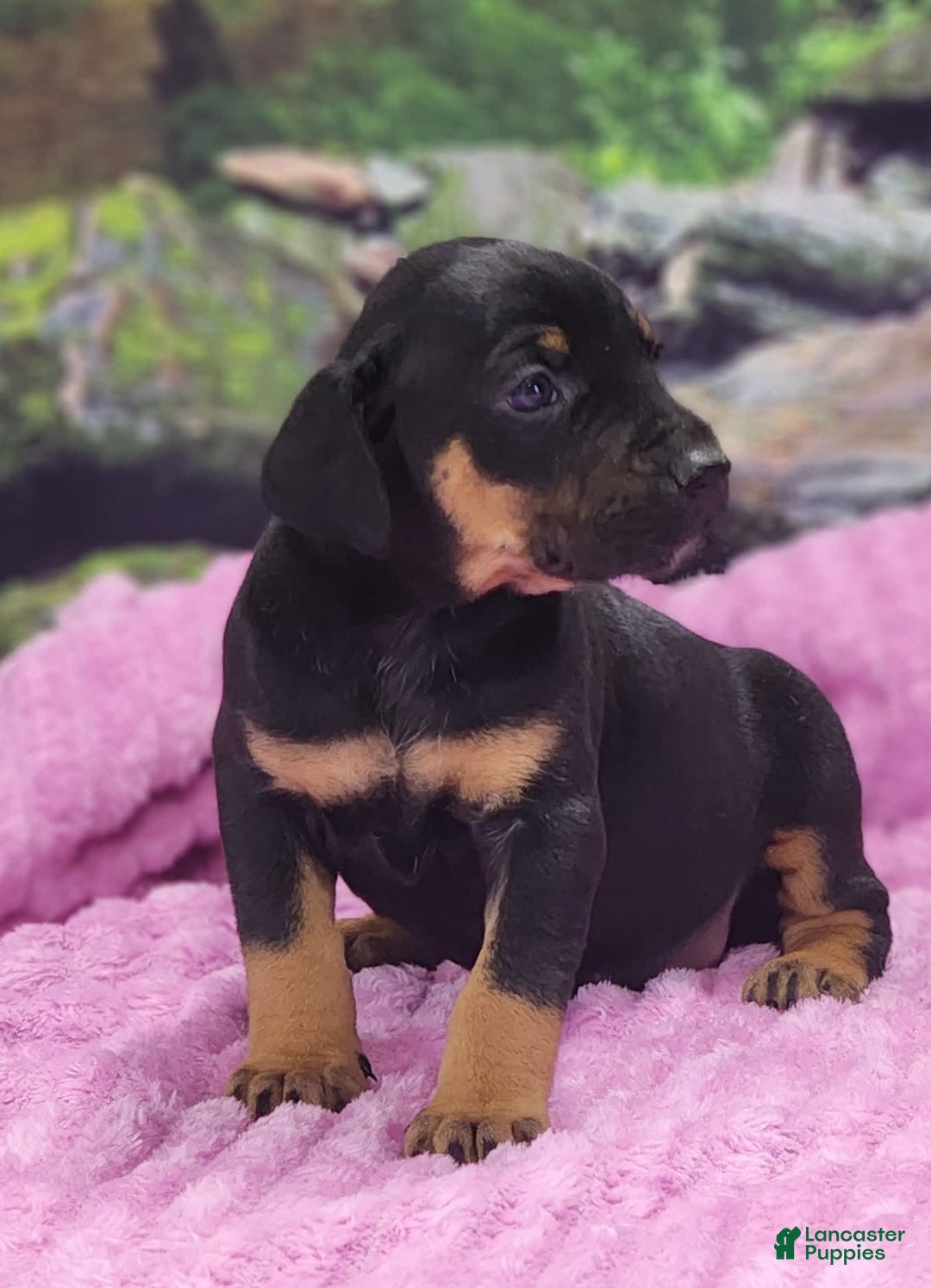 Catahoula Leopard Dog dogs for sale: Luna 2025 Female 4 - Image 3
