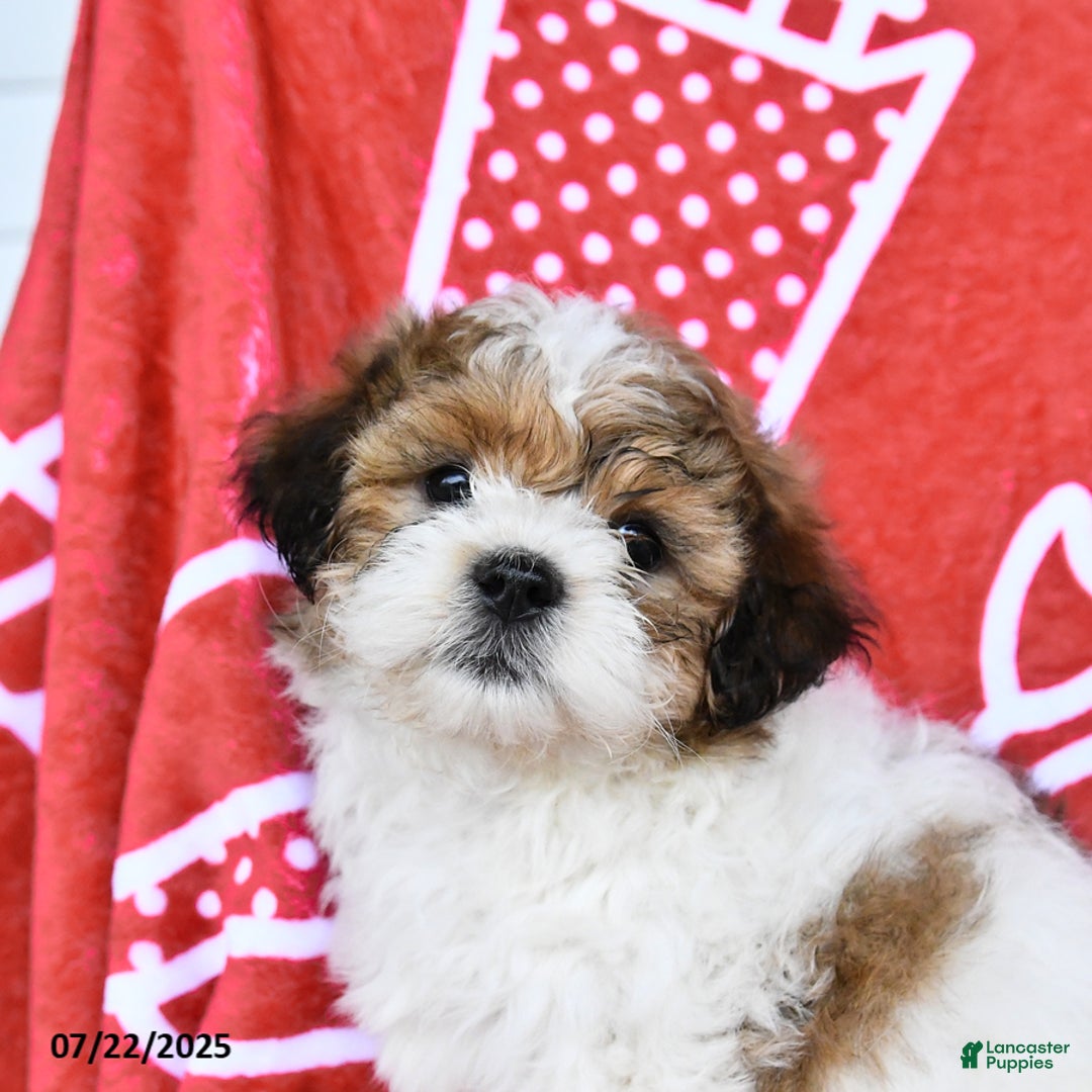 Teddy Bear dogs for sale: Honey - Image 1