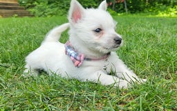 West Highland Terrier dogs for sale: Lacy Akc - Image 3