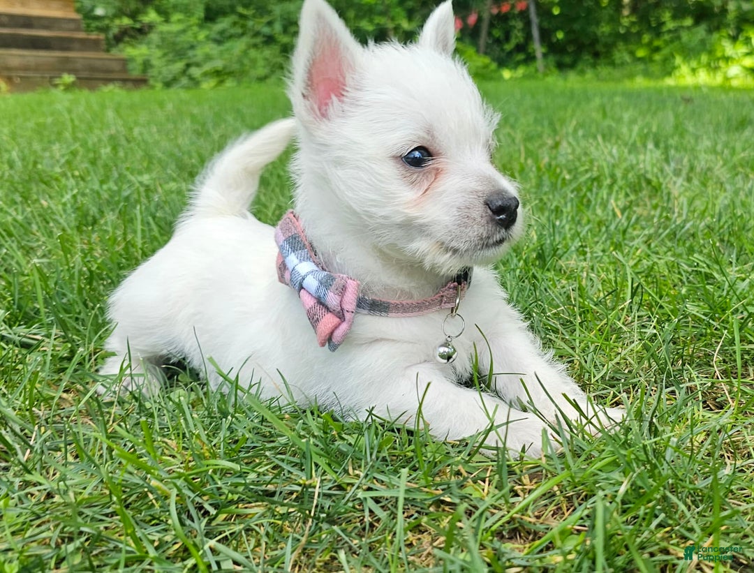 West Highland Terrier dogs for sale: Lacy Akc - Image 3