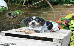 Miniature Australian Shepherd dogs for sale: Farrah - Image 1