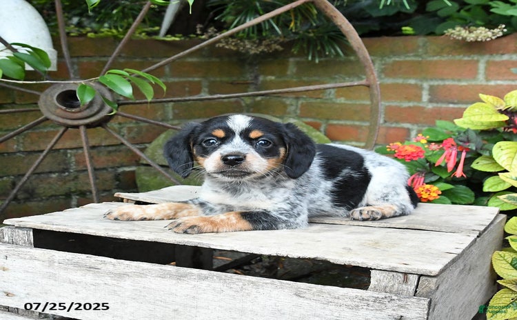 Miniature Australian Shepherd dogs for sale - Ad 4